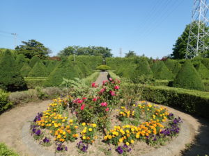 バラ　西洋庭園
